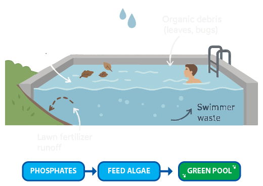 Infographic explaining how phosphates impact pool water quality and algae growth, created by Pool Boy Inc in Charlotte County, Florida