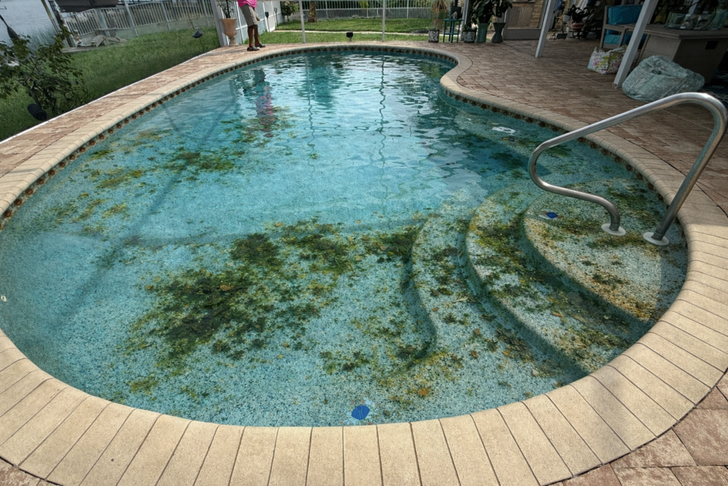 Organic pool stains from leaves, algae, and debris on a residential swimming pool in Florida